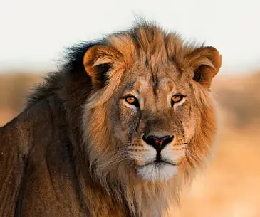 Gir Jungle Safari Booking