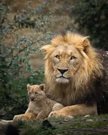 Devalia Safari Booking